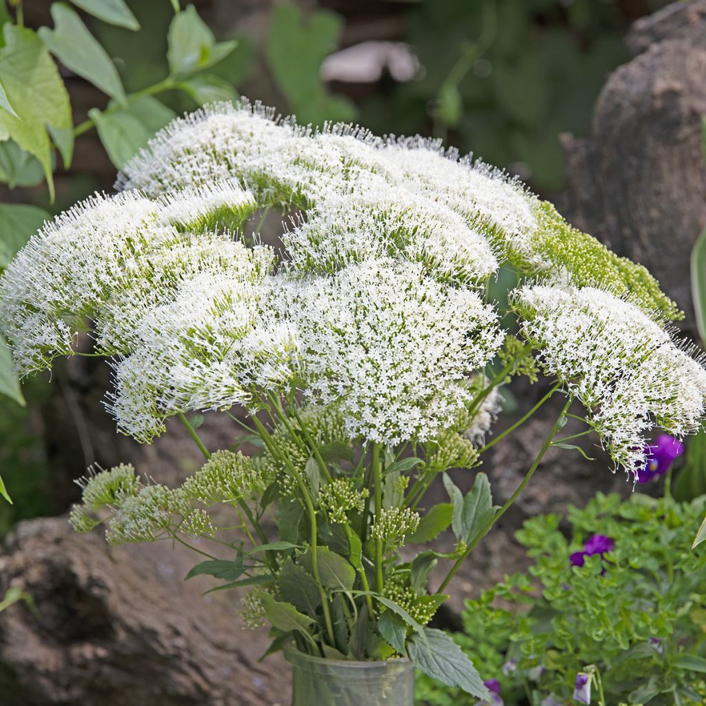 Trachelium caeruleum White Knight - Flor de la viuda