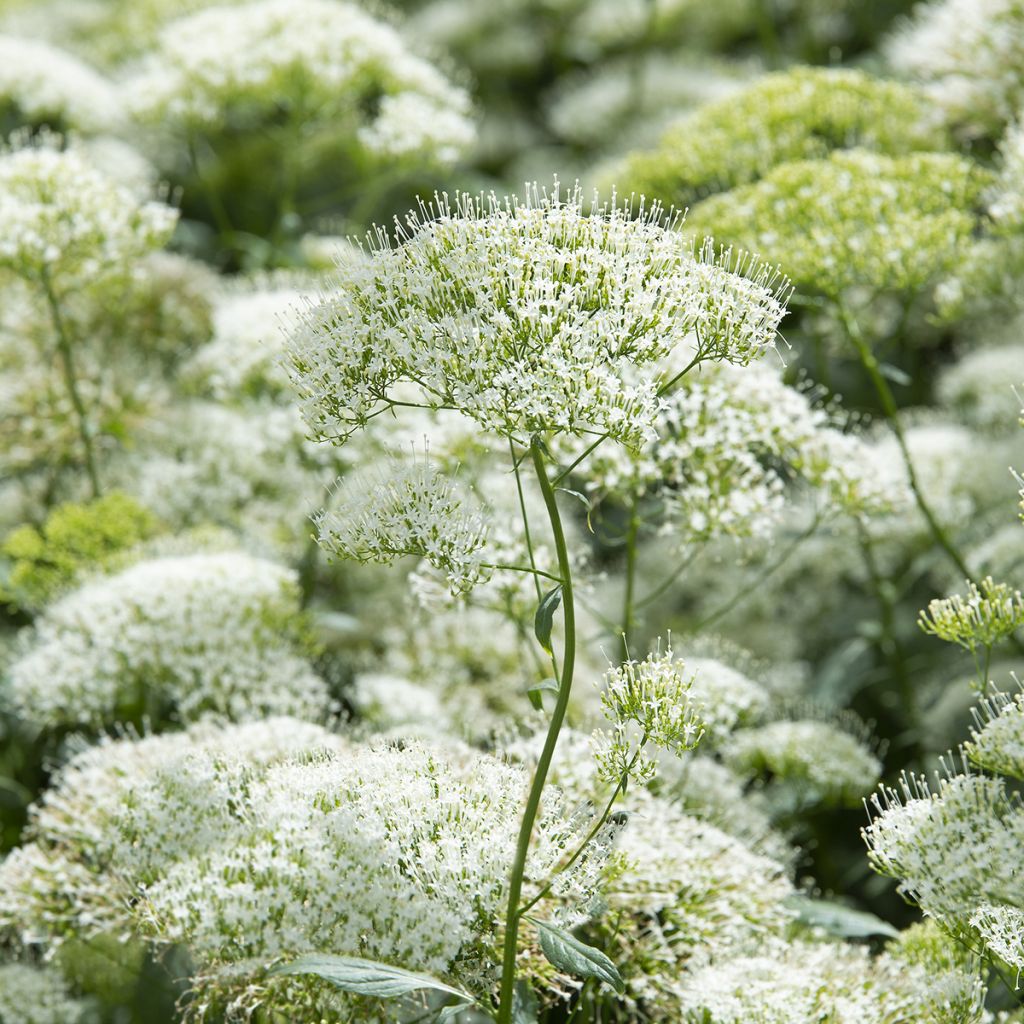 Trachelium caeruleum White Knight - Flor de la viuda