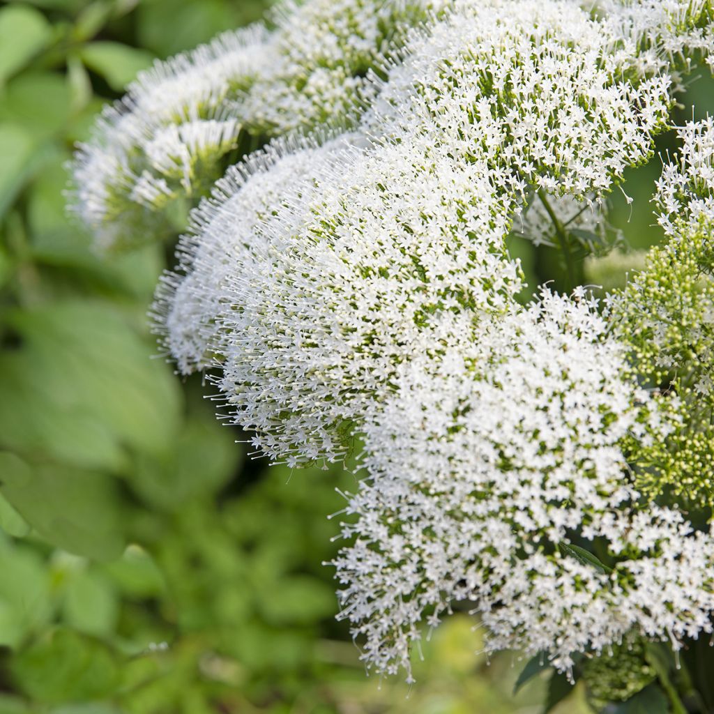 Trachelium caeruleum White Knight - Flor de la viuda