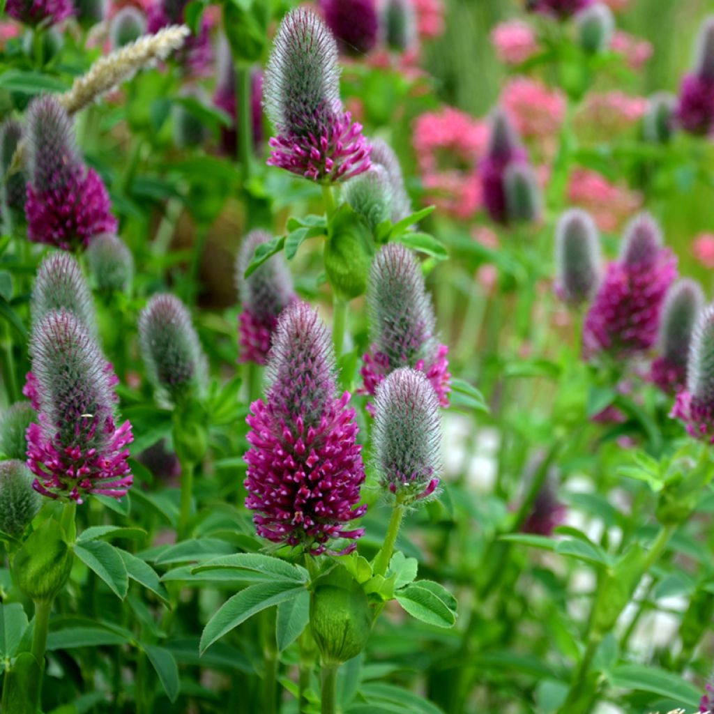 Trifolium rubens (semillas) - Alfalfa roja