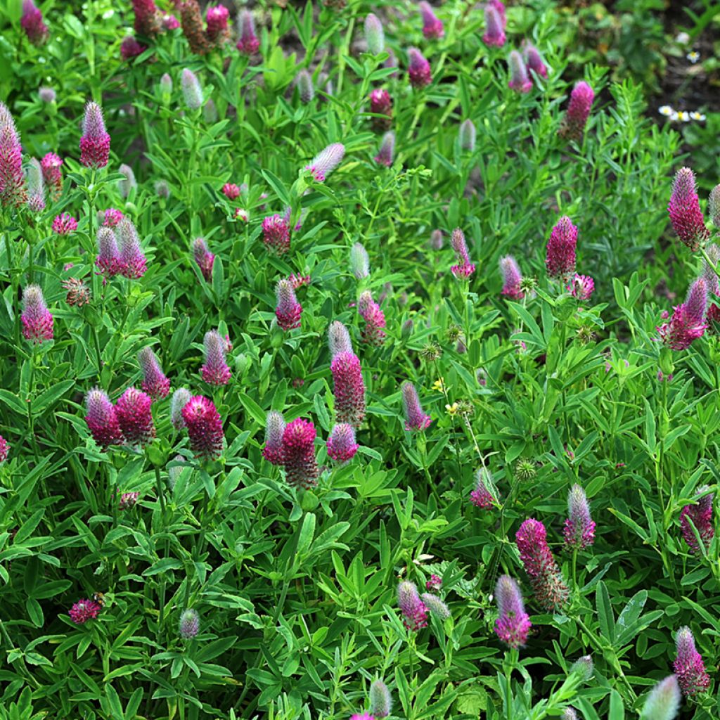 Trifolium rubens (semillas) - Alfalfa roja