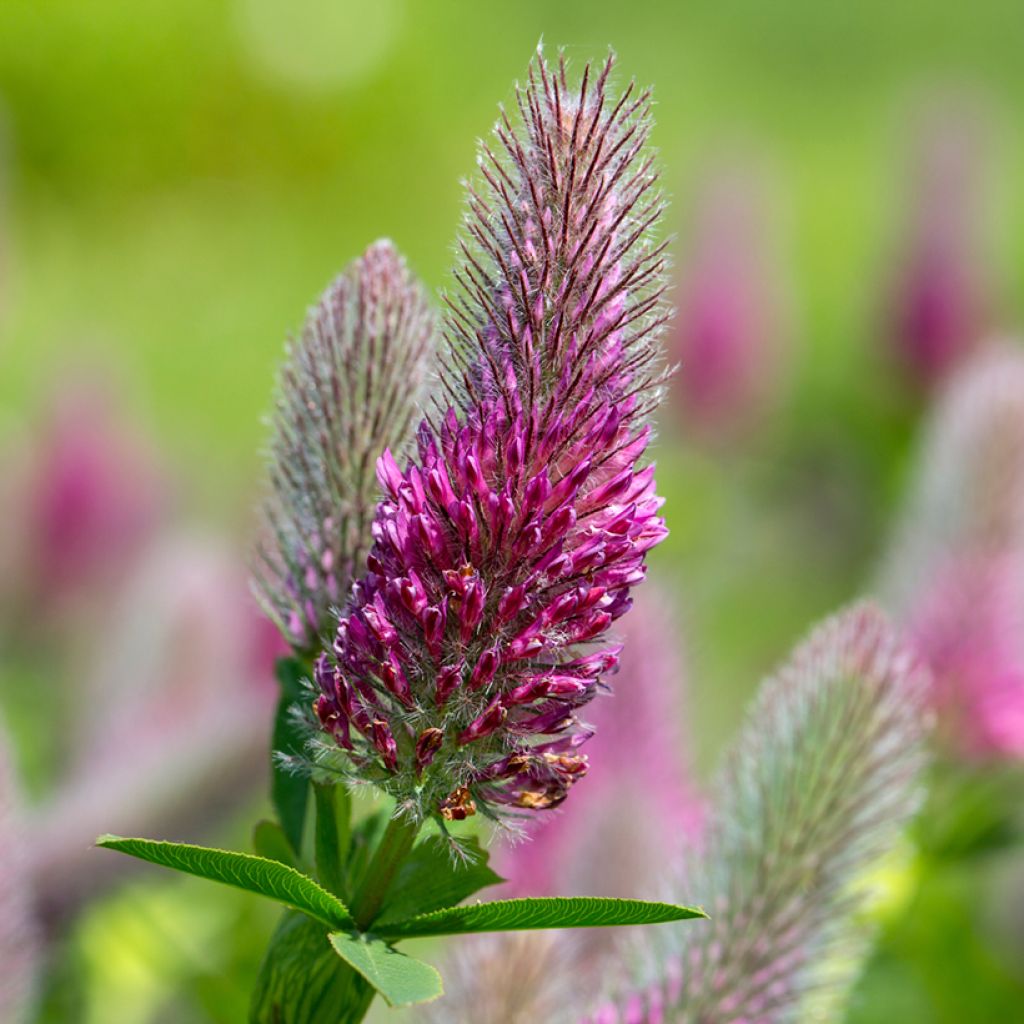 Trifolium rubens (semillas) - Alfalfa roja