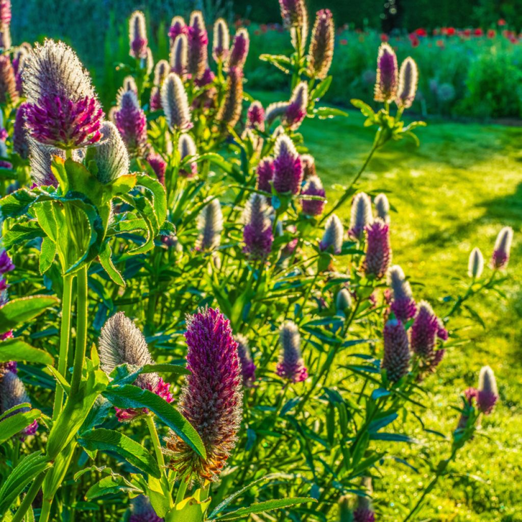 Trifolium rubens (semillas) - Alfalfa roja