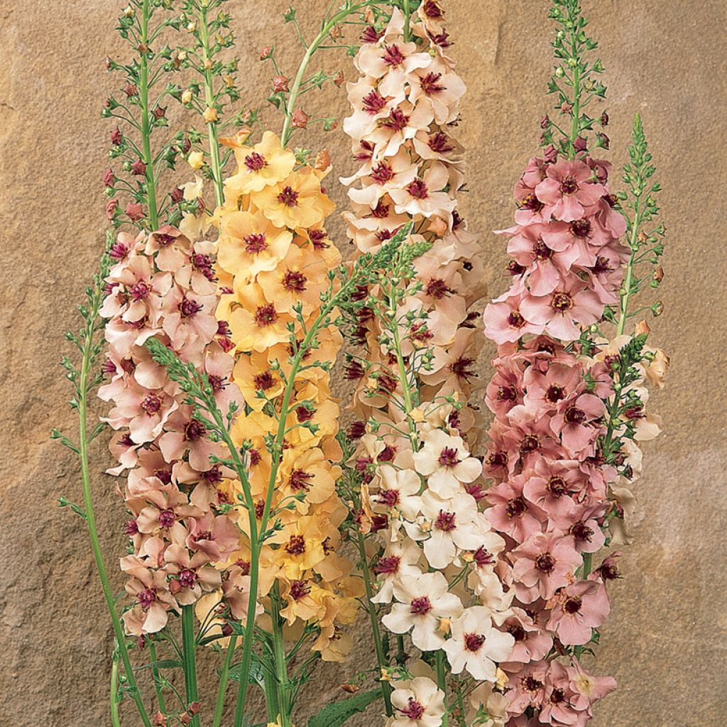 Verbascum Southern Charm (semillas)