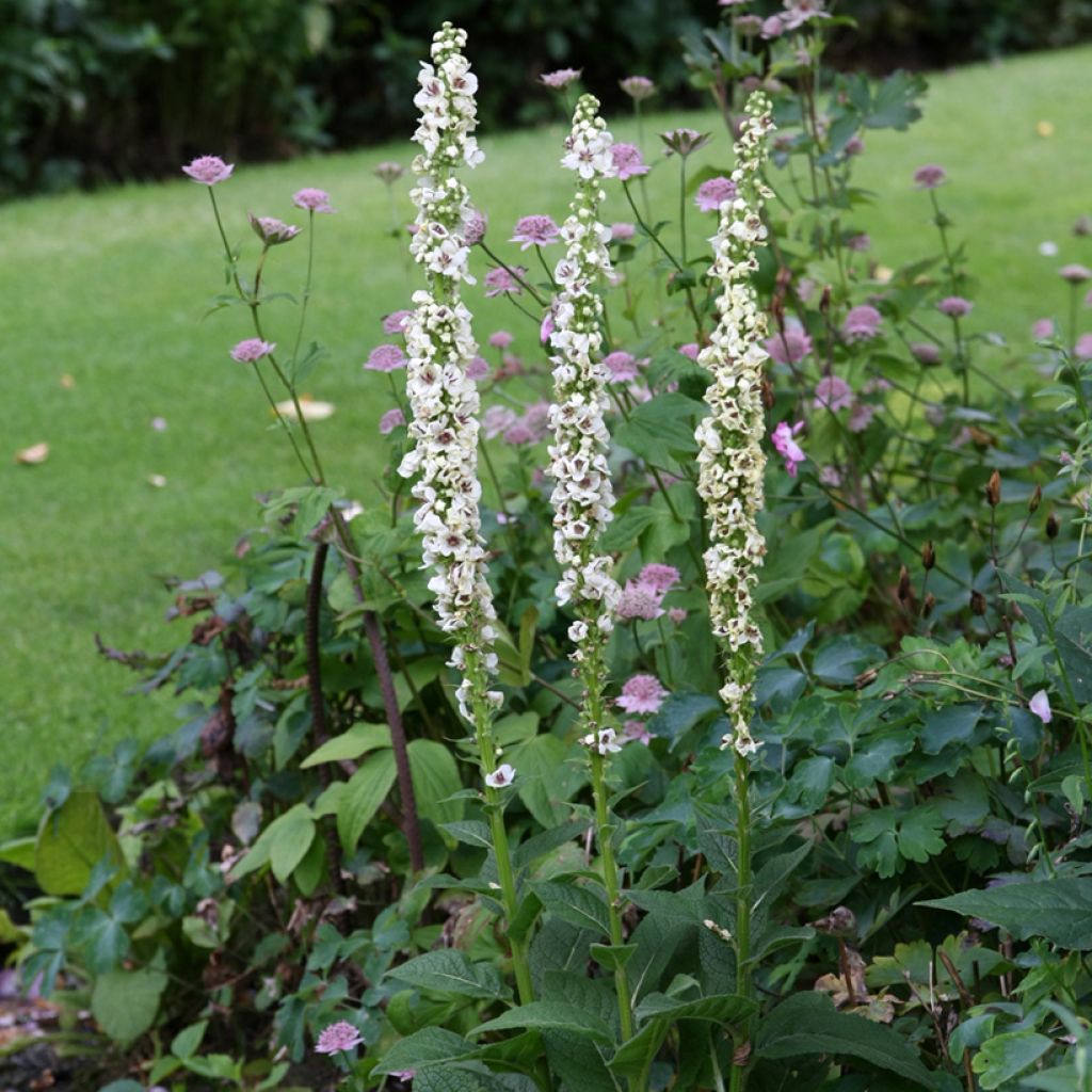 Verbascum chaixii Album (semillas)