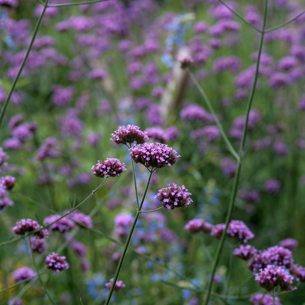 Hierba moraPurple Top - Verbena bonariensis