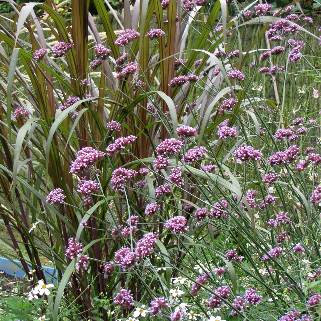 Hierba moraPurple Top - Verbena bonariensis