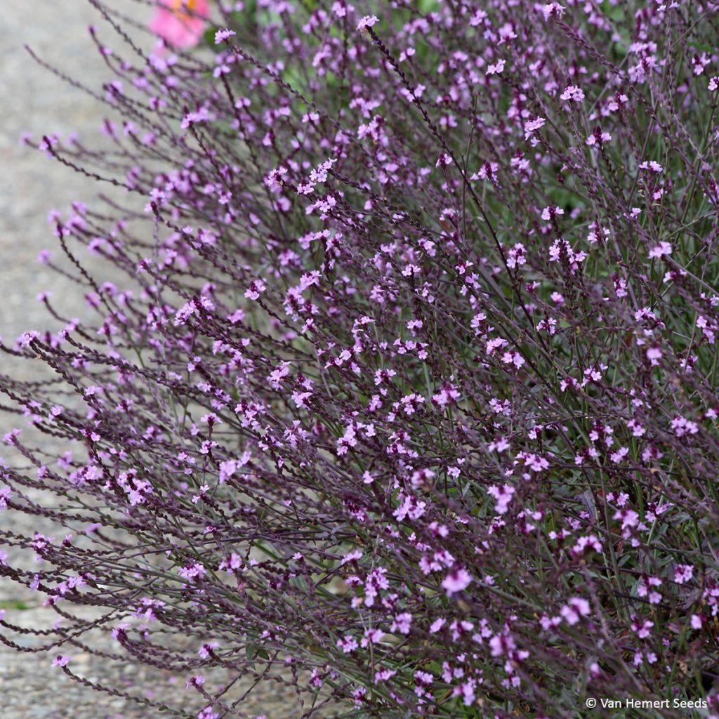 Verbena Bampton (semillas) - Verbena officinalis