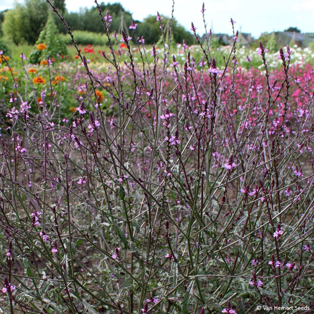 Verbena Bampton (semillas) - Verbena officinalis