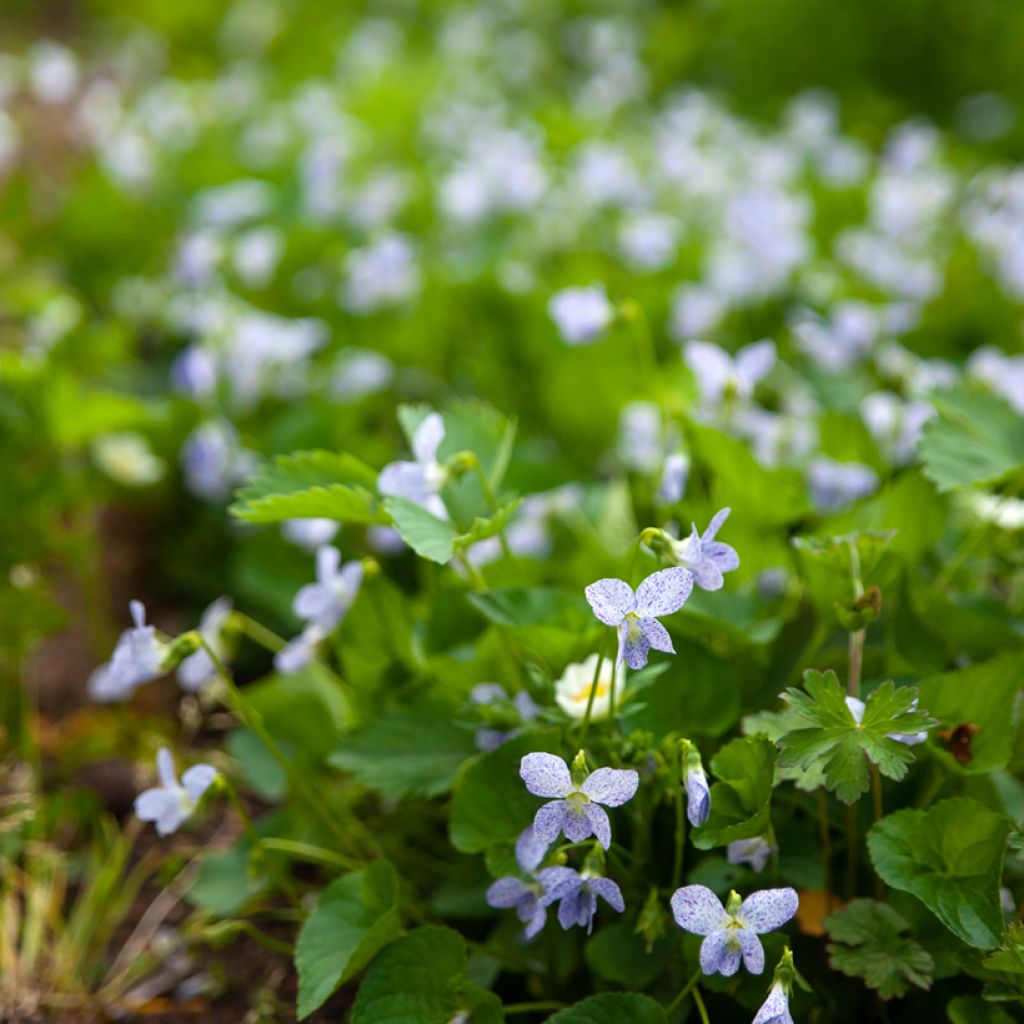 Viola sororia Freckles (semillas) - Violeta