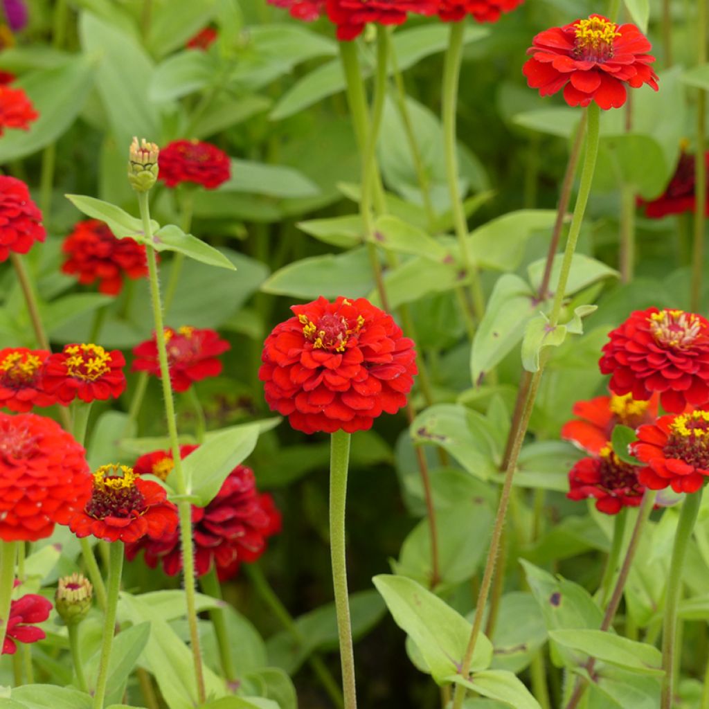 Zinnia Lilliput  Scarlet Gem