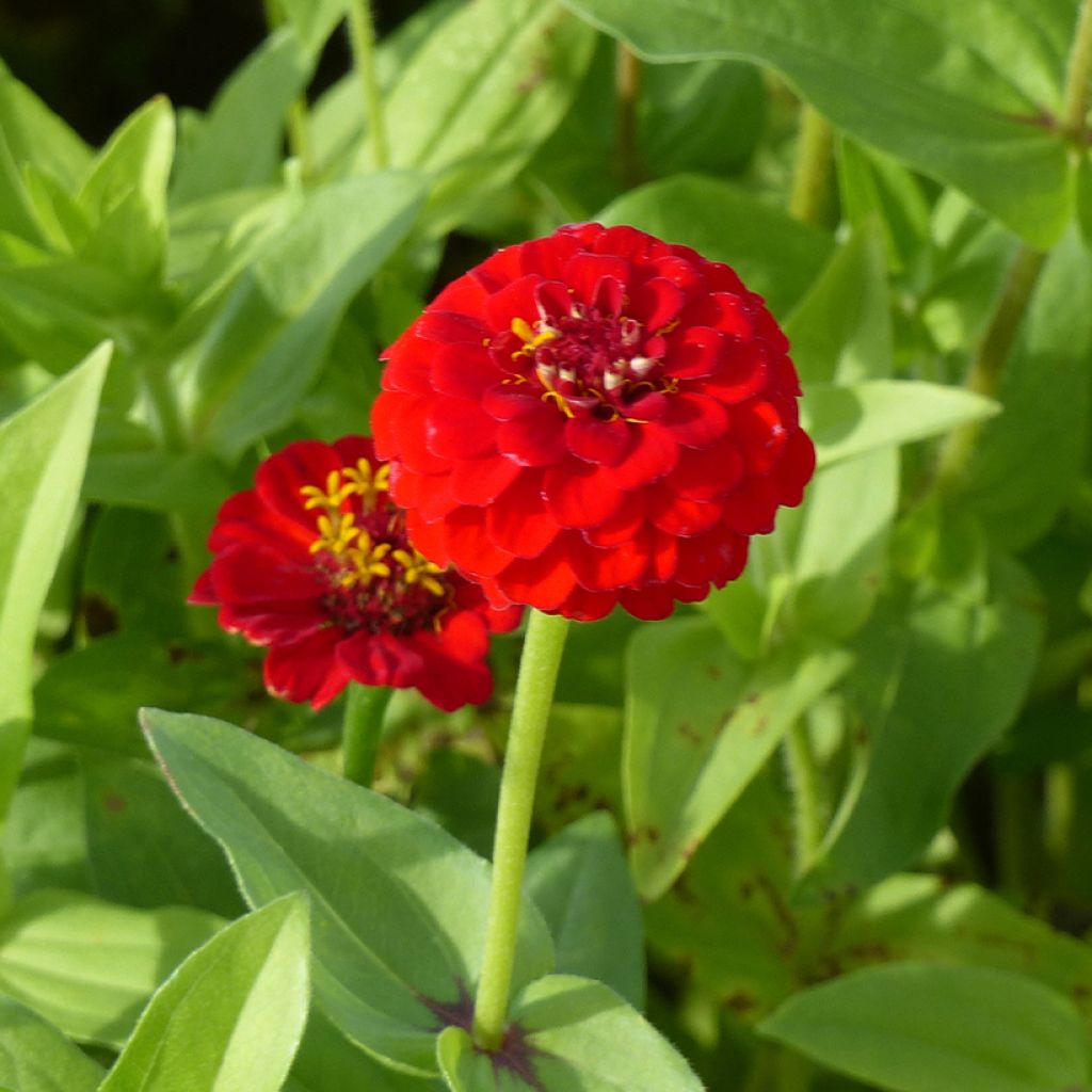 Zinnia Lilliput  Scarlet Gem