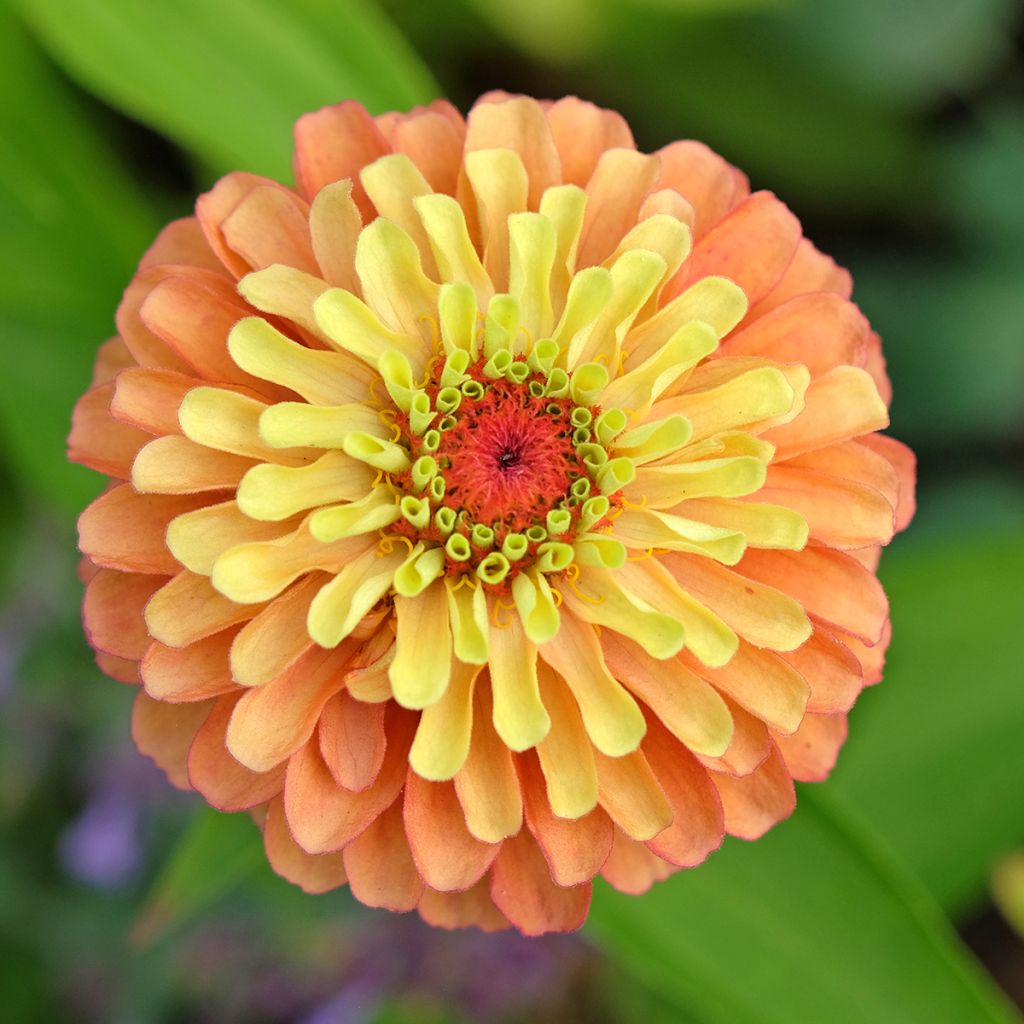 Zinnia Queen Lime Orange