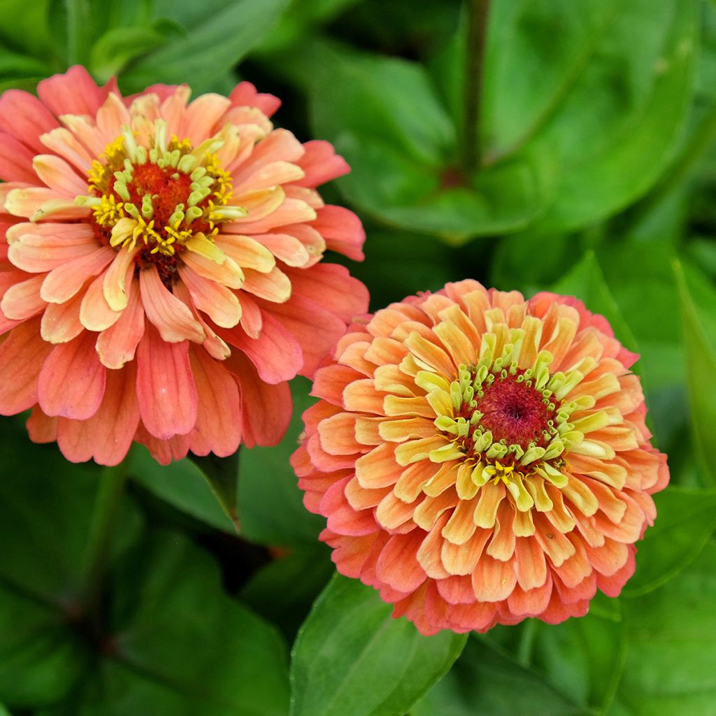 Zinnia Queen Lime Orange