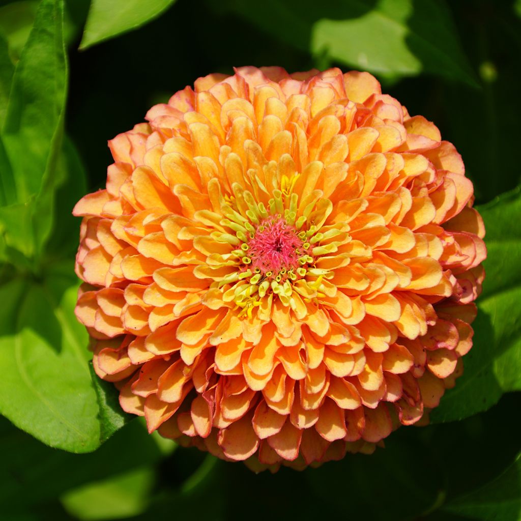 Zinnia Queen Lime Orange