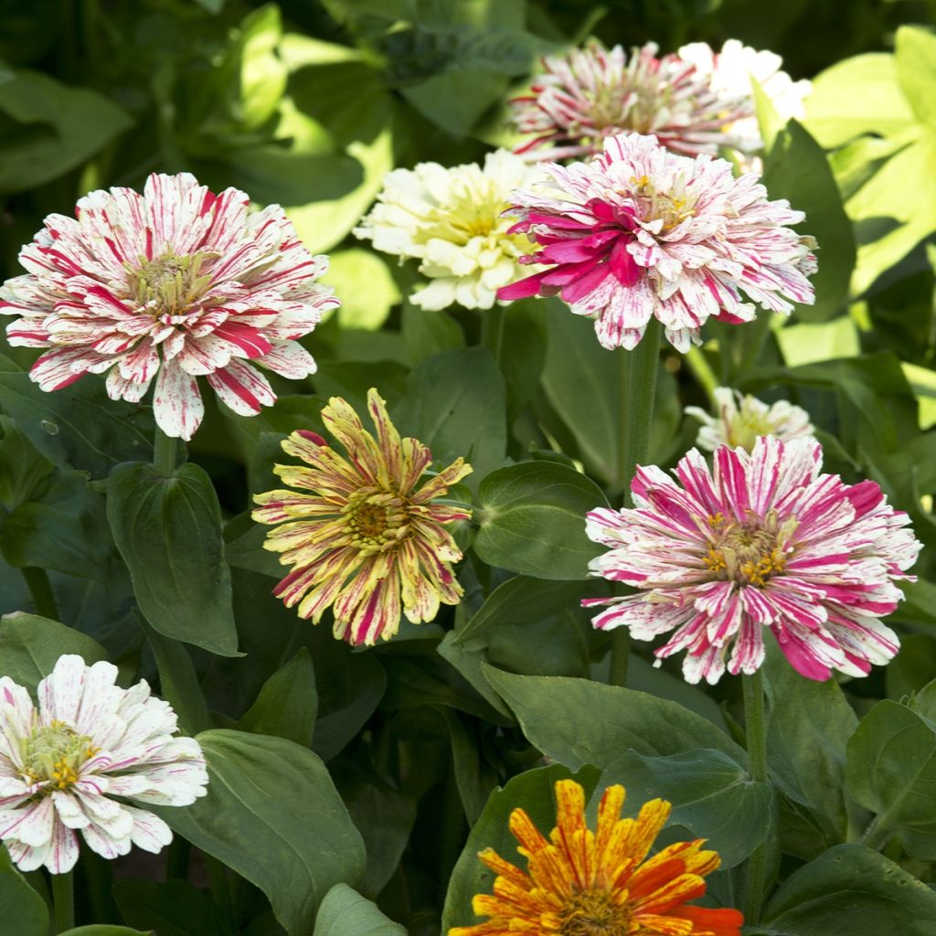 Graines de Zinnia elegans Candy Cane Mixed