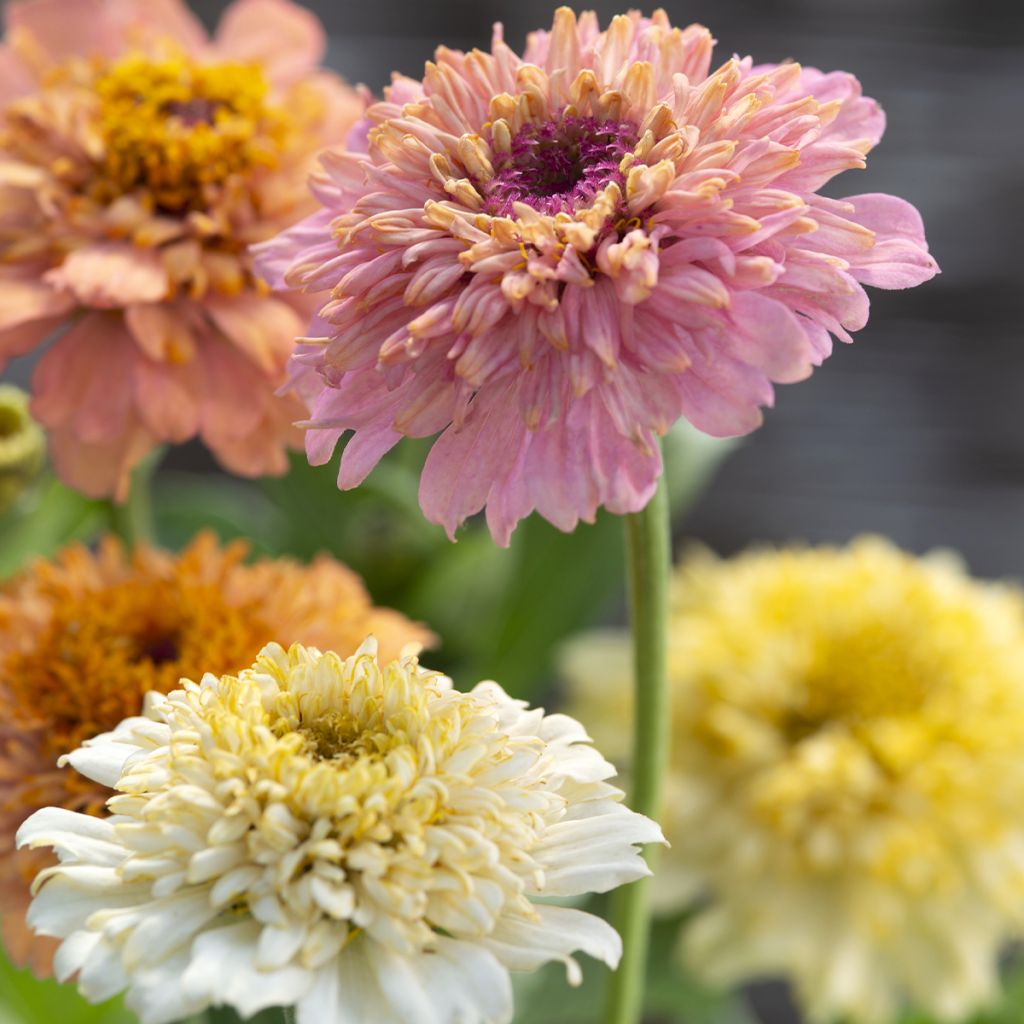 Zinnia Cresto! Peaches and Cream