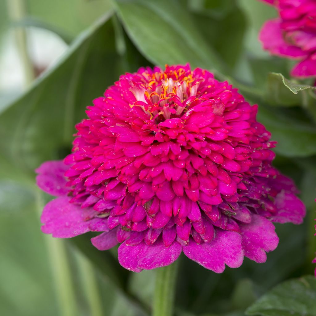 Zinnia Cresto! Violet