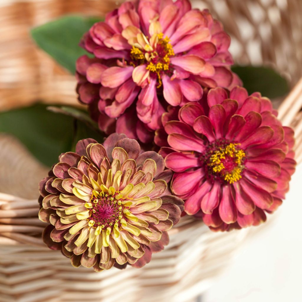 Zinnia Queen Red Lime