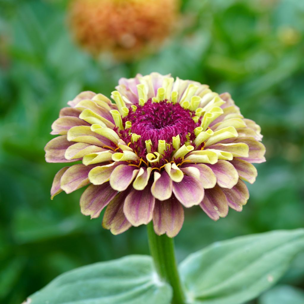 Zinnia Queen Red Lime