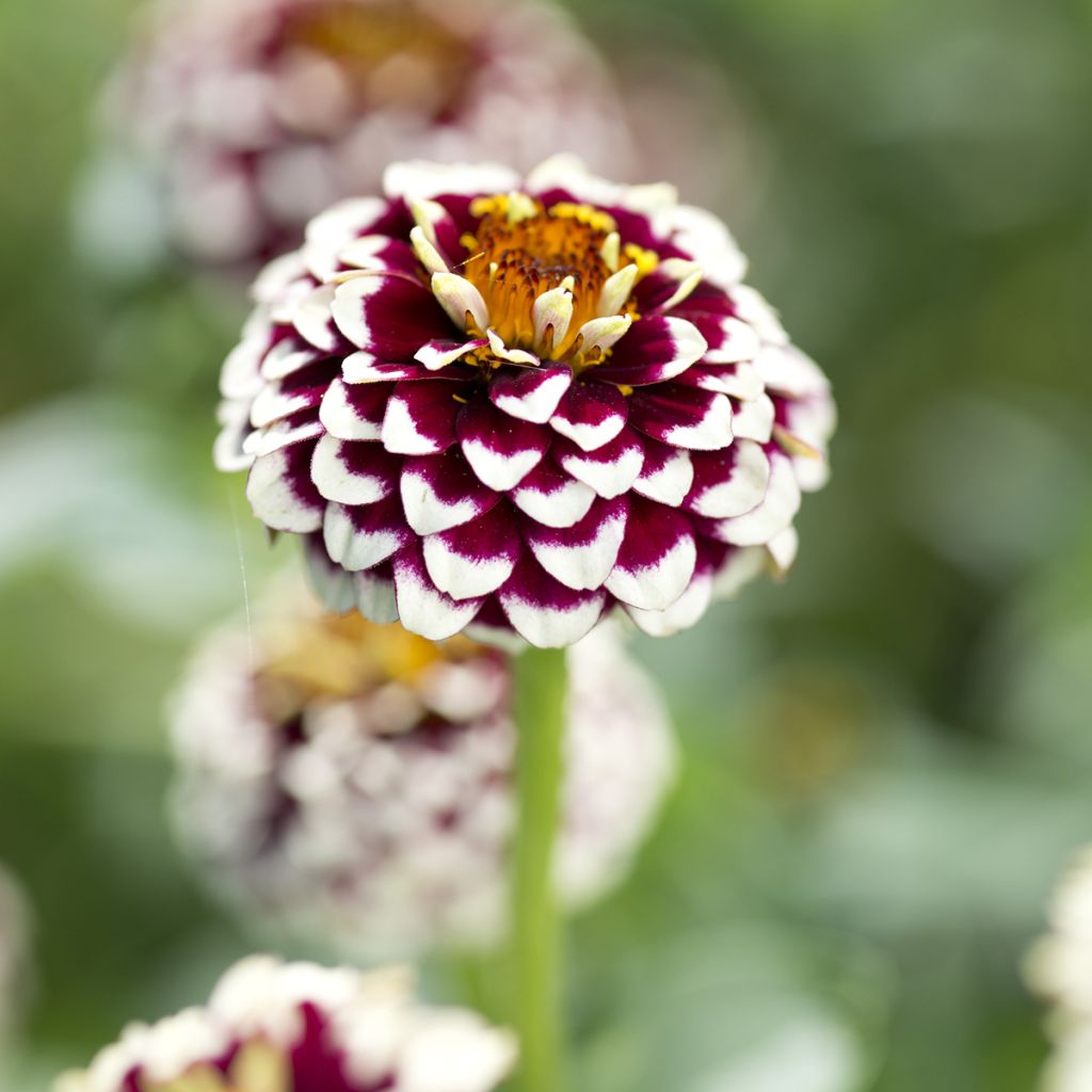 Zinnia Jazzy Red