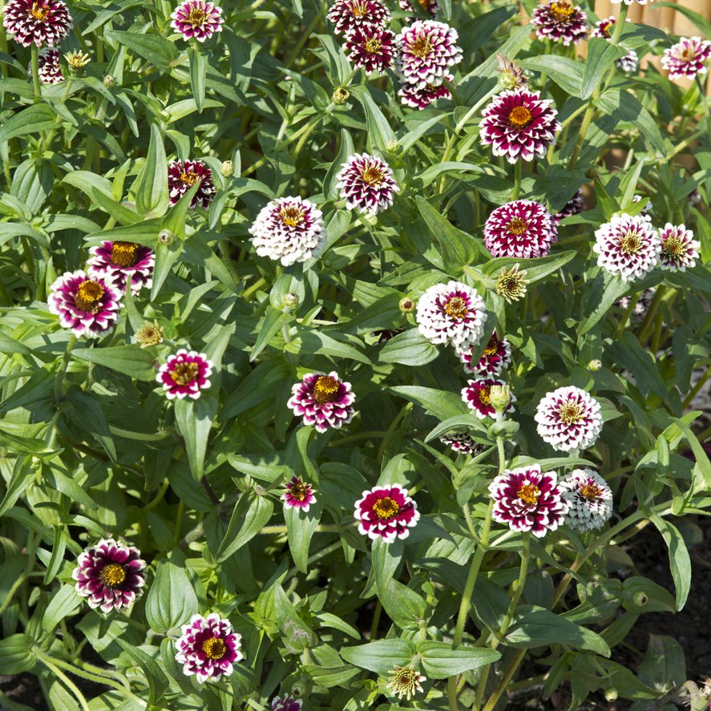 Zinnia Jazzy Red