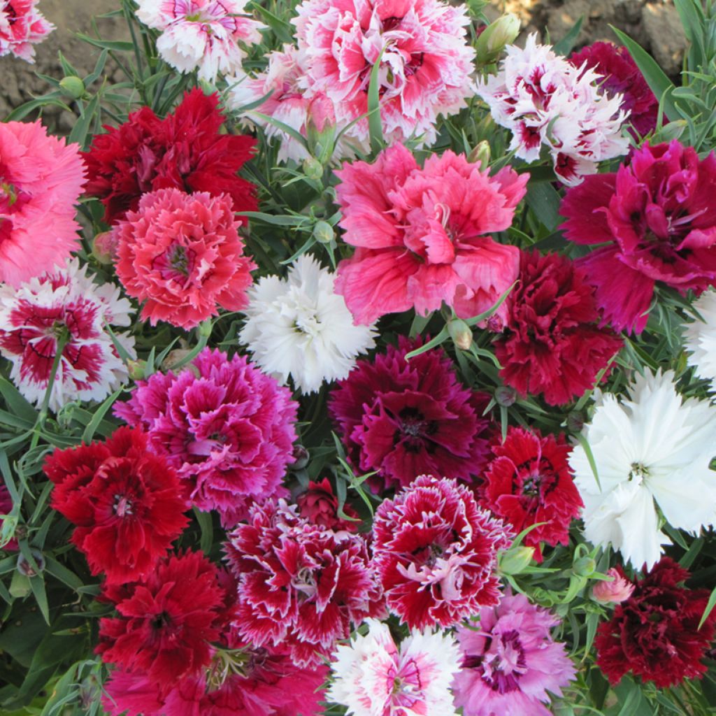 Dianthus chinensis Imperial Mix - Clavelina