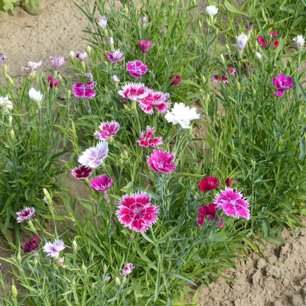 Dianthus chinensis Gaiety single Mix - Clavelina