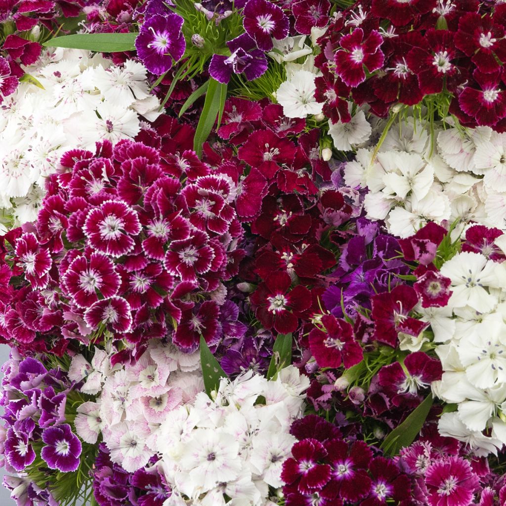 Clavel del poeta Hollandia Purple Crown - Dianthus barbatus