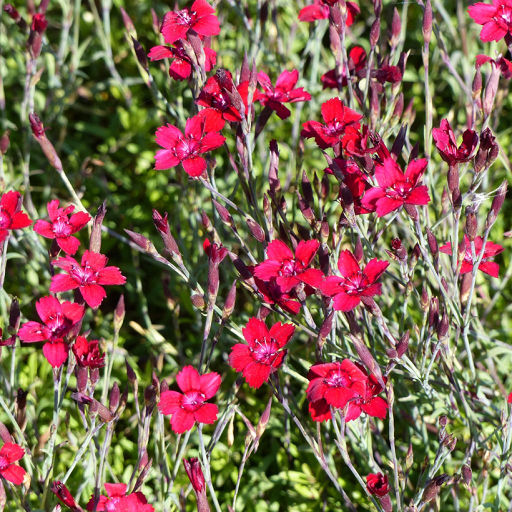 Clavellina - Dianthus deltoides Fanal (Flashing Lights)