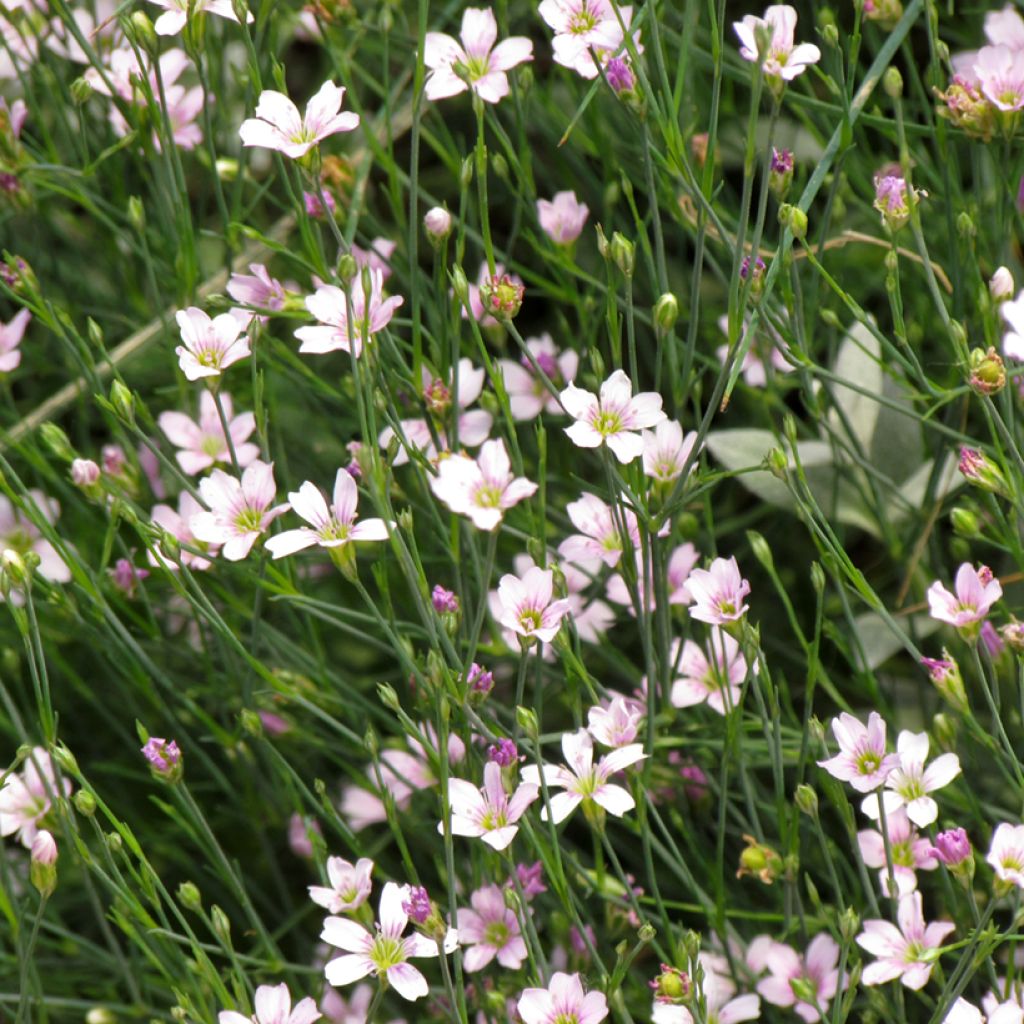 Petrorhagia saxifraga (semillas)