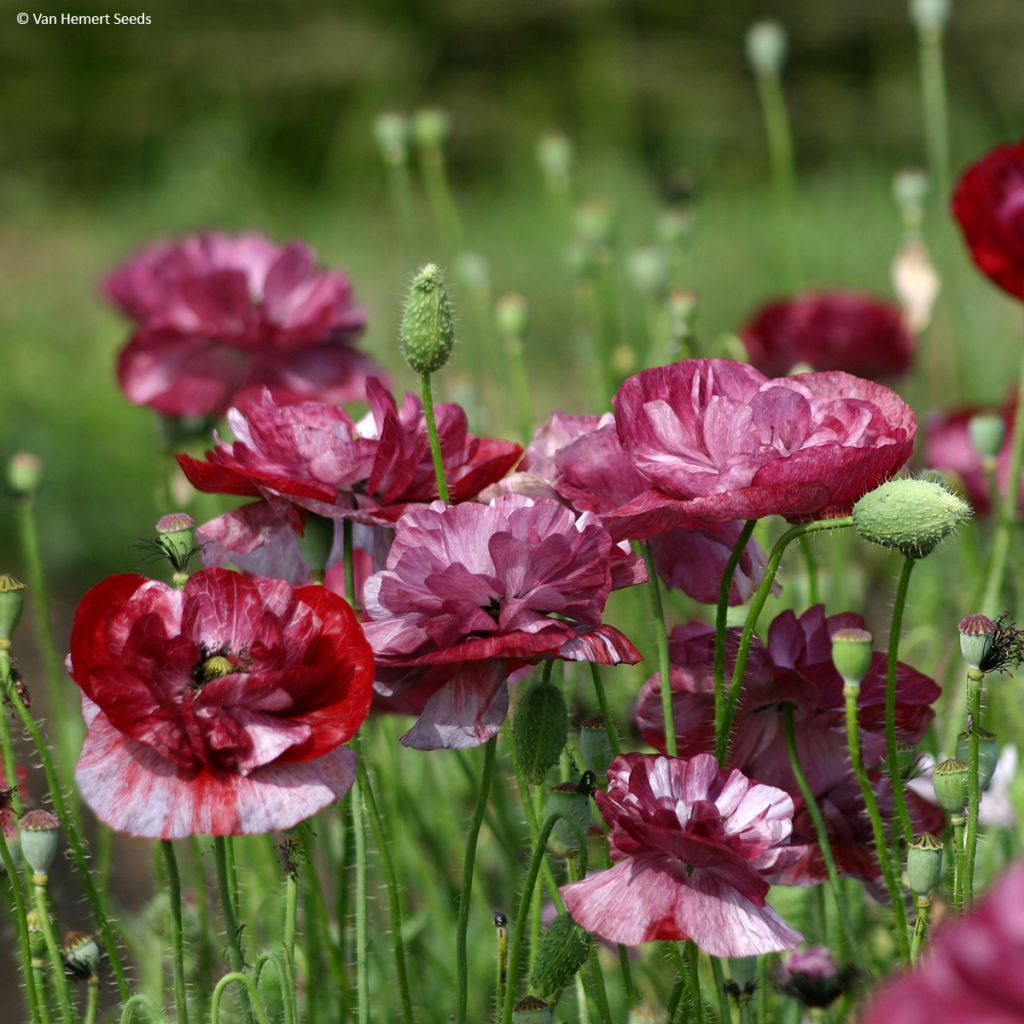 Amapola común Pandora - Papaver rhoeas