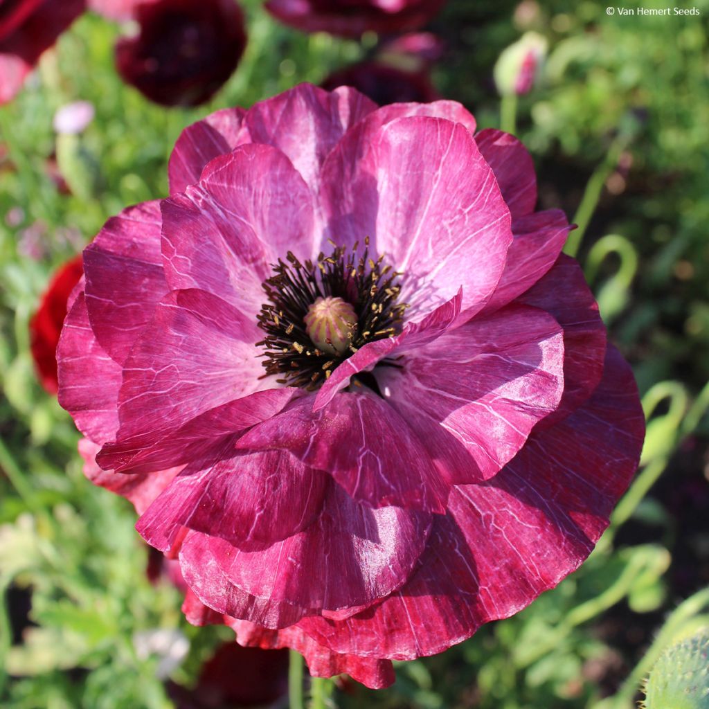 Amapola común Pandora - Papaver rhoeas