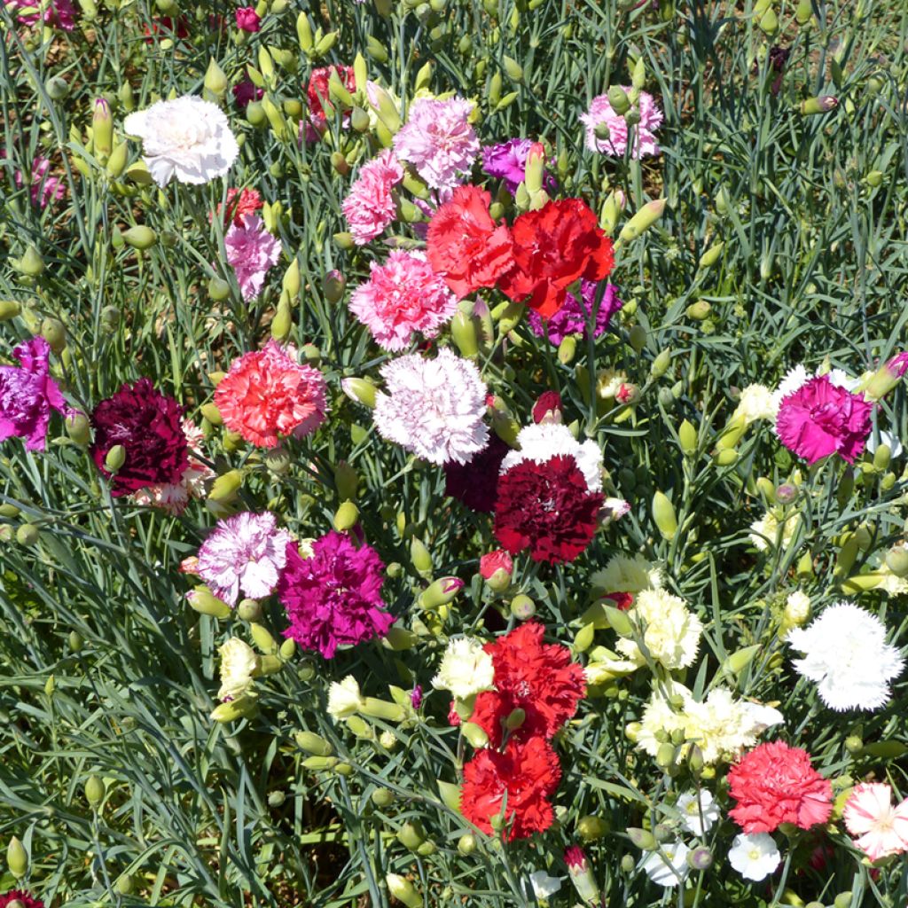 Dianthus caryophyllus Giant Chabaud Mixed - Clavel