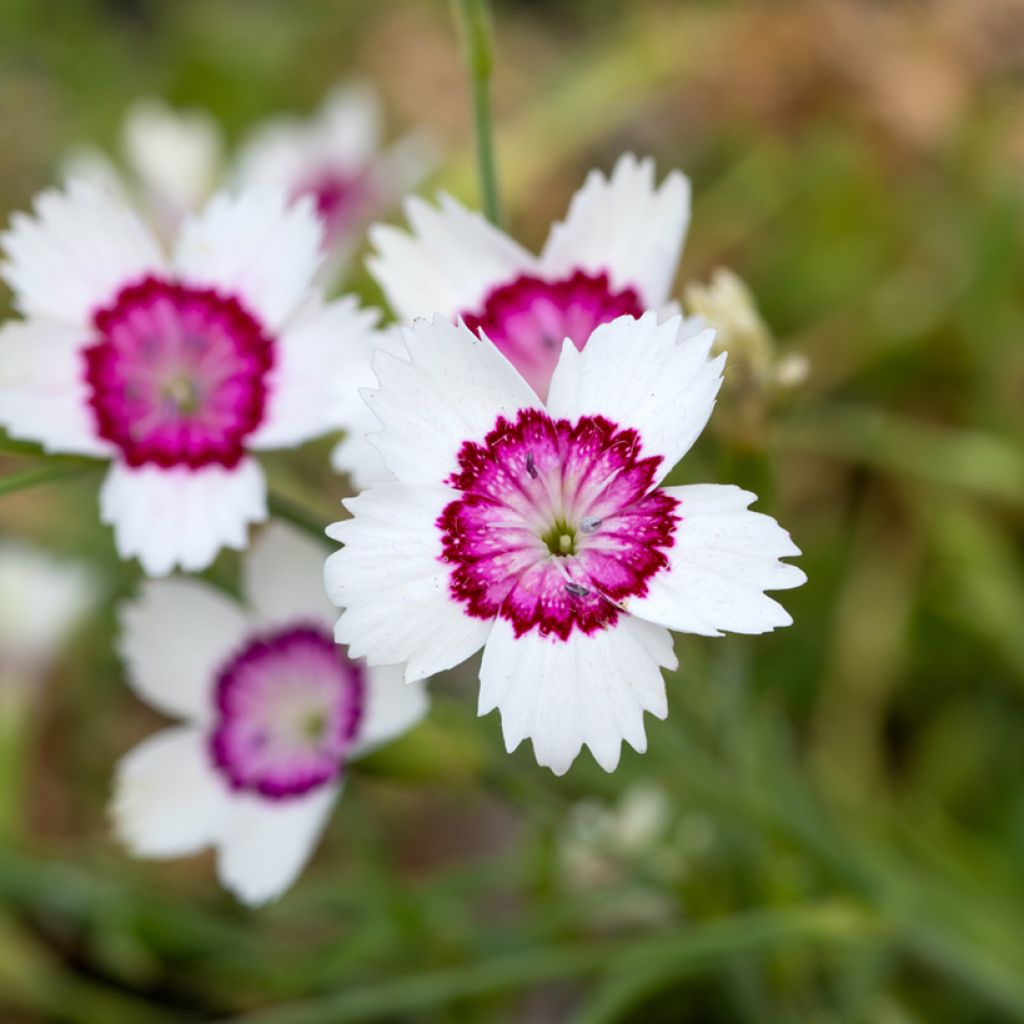 Clavellina - Dianthus deltoides Arctic Fire (semillas)