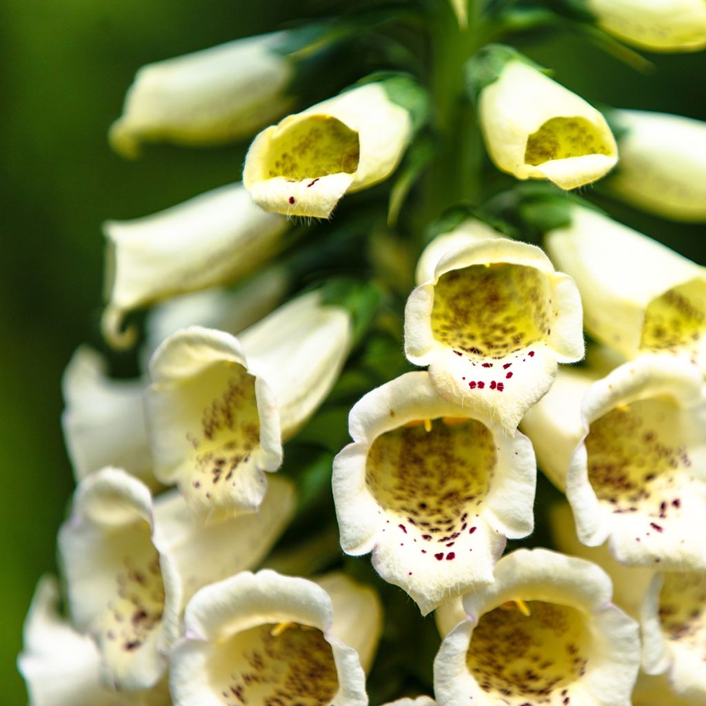 Digitalis purpurea Yellow Spear