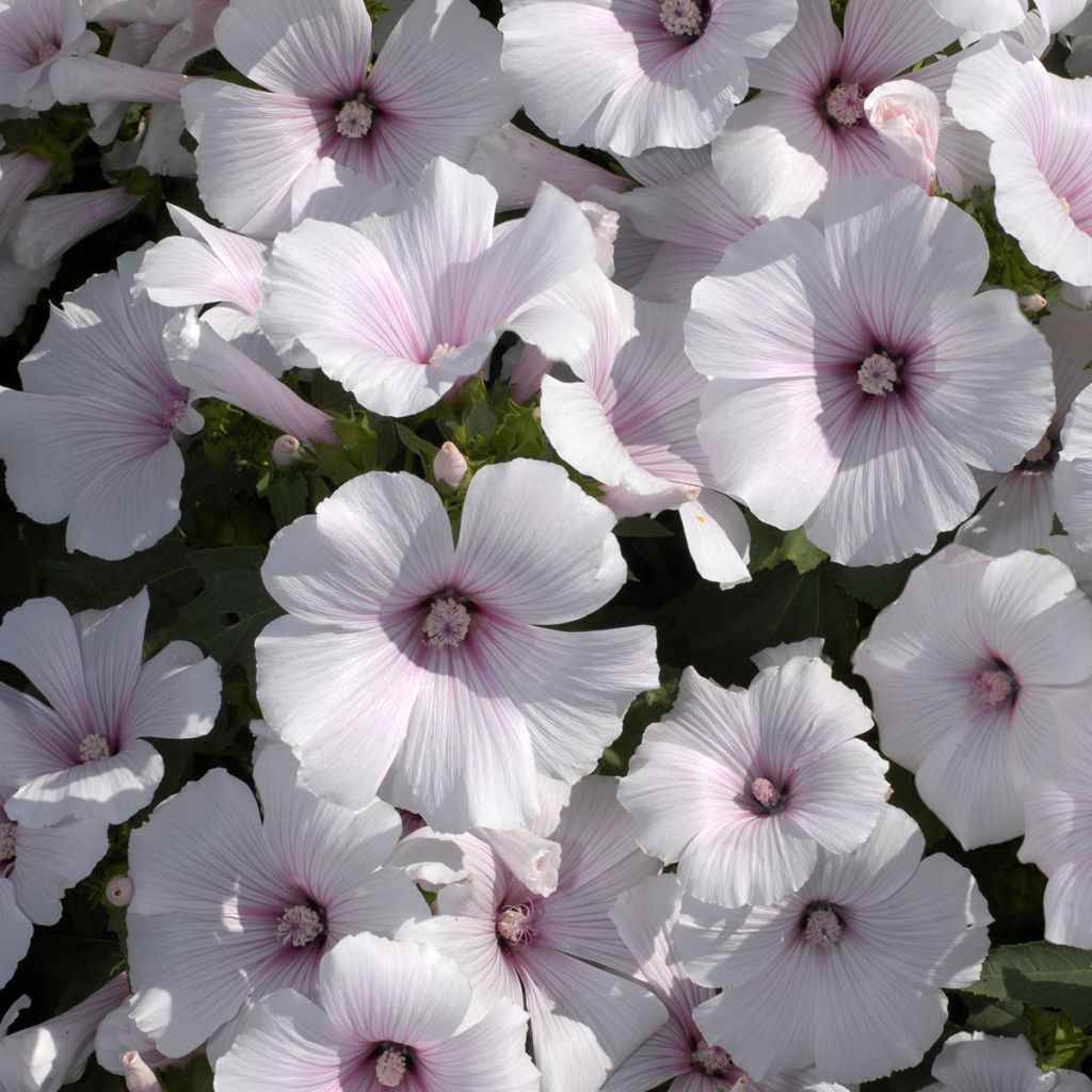 Malva real New Dwarf Pink Blush