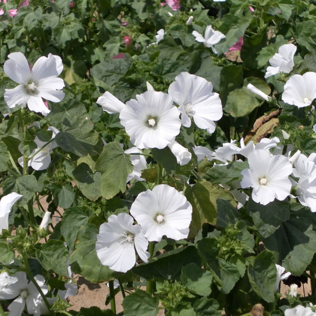 Malva real White Regis