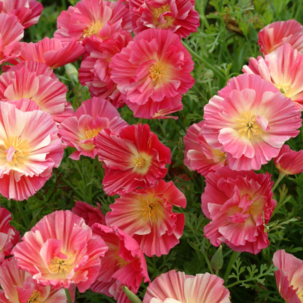 Eschscholzia californica Thai Silk Rose Chiffon - Amapola de California