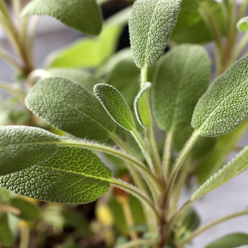 Salvia real (semillas) - Salvia officinalis