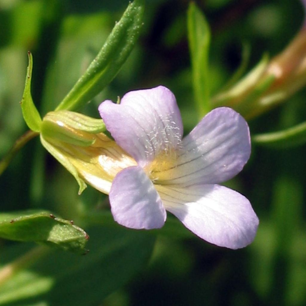 Gratiole officinale - Gratiola officinalis