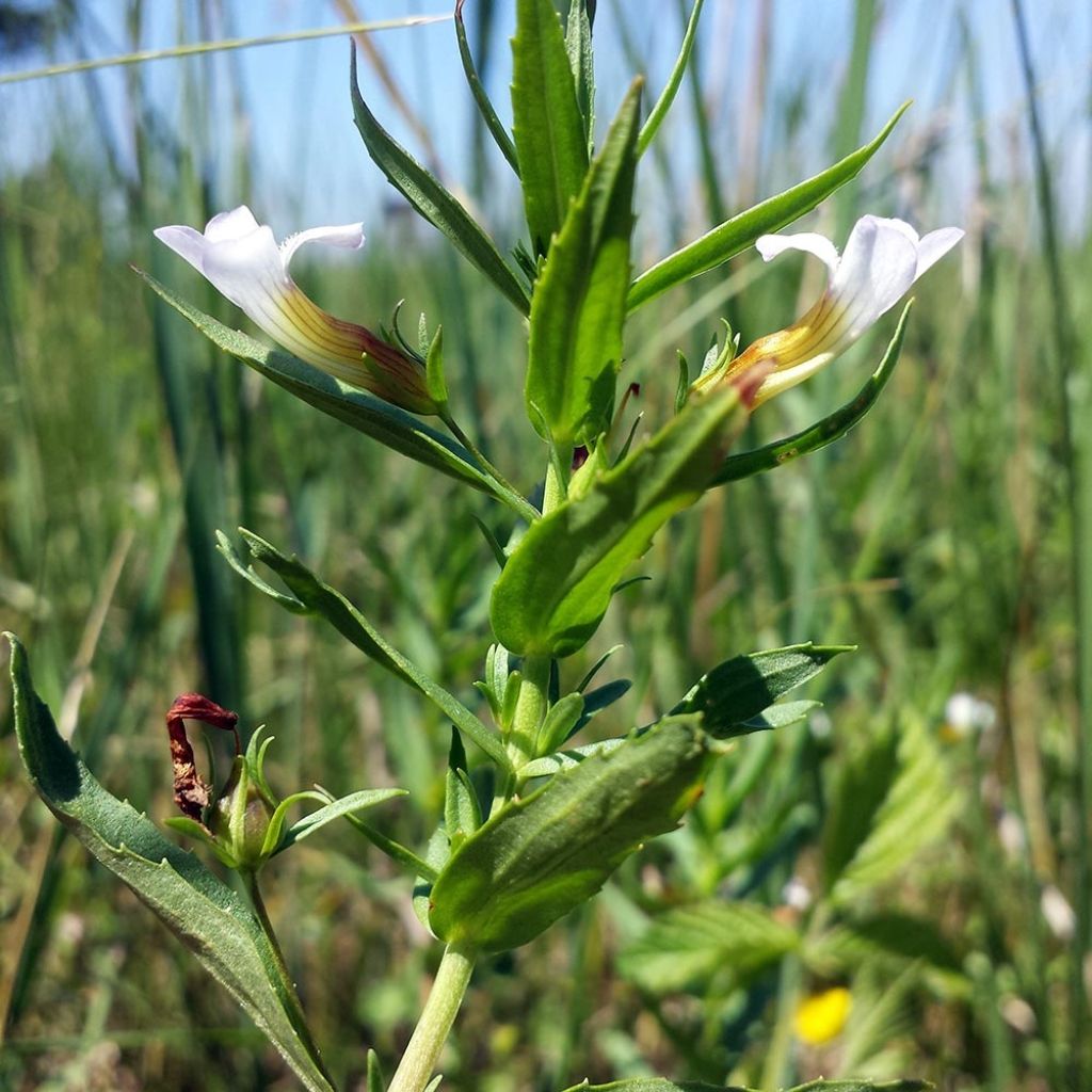 Gratiole officinale - Gratiola officinalis