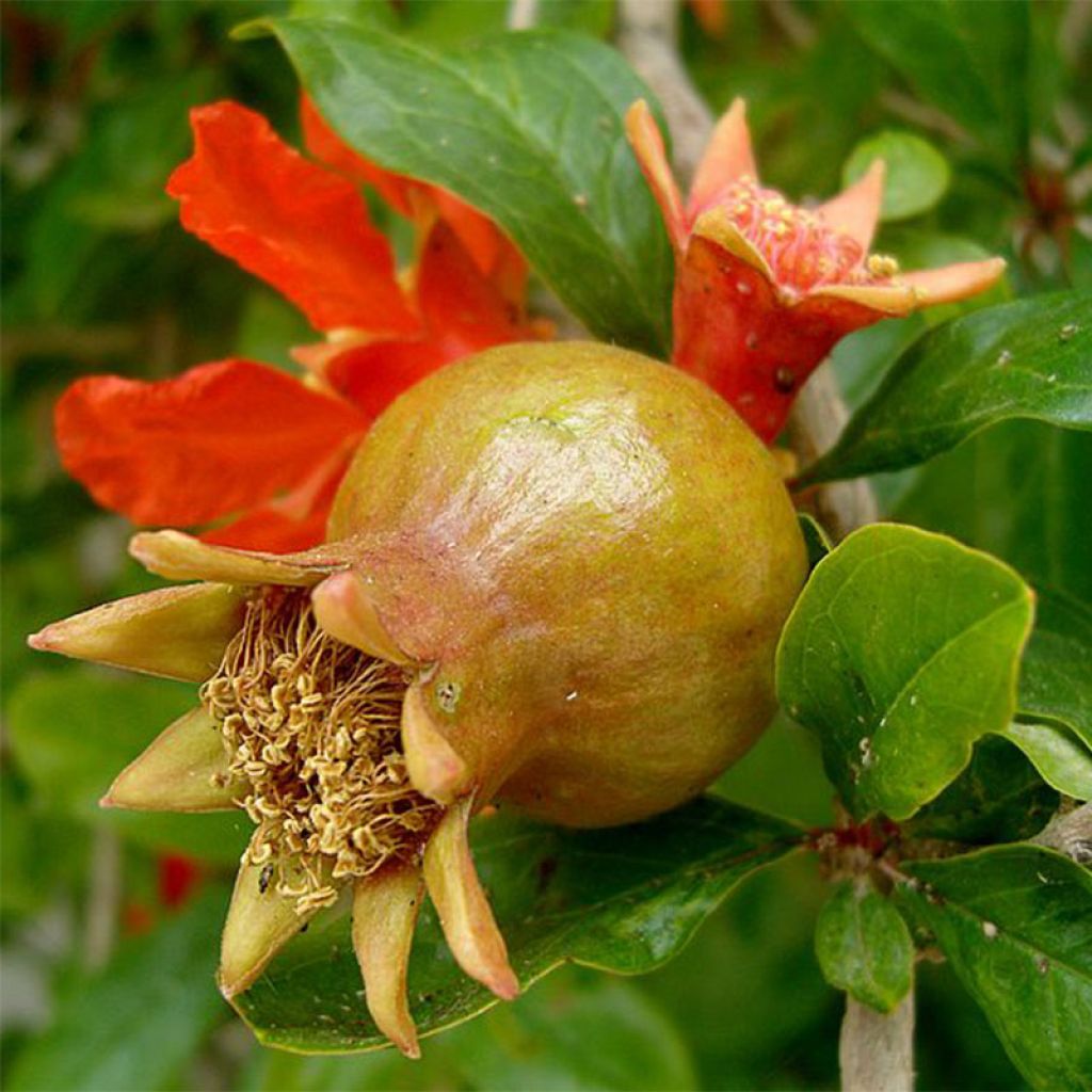 Granada - Punica granatum