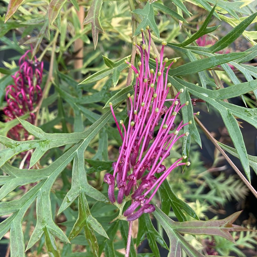 Grevillea Bronze Rambler 