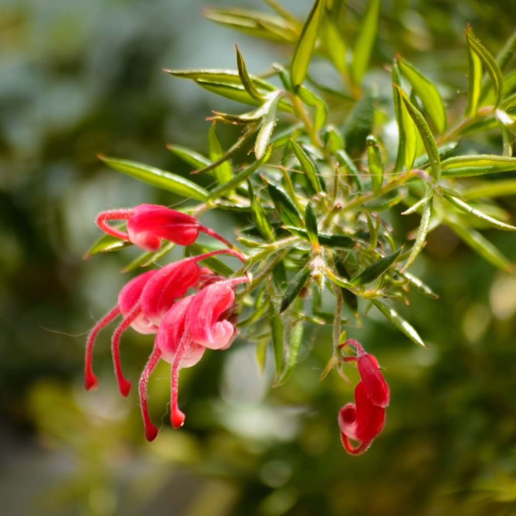 Grevillea juniperina - Grévilléa à feuilles de genévrier 