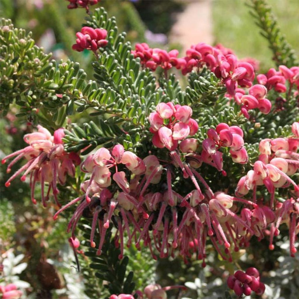 Grevillea lanigera Mount Tamboritha - Grévilléa laineux.