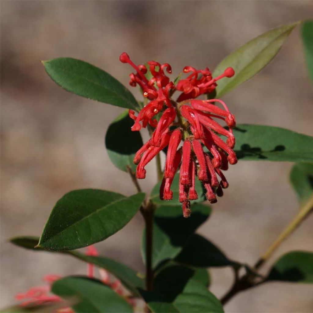 Grevillea rhyolitica - Grévilléa