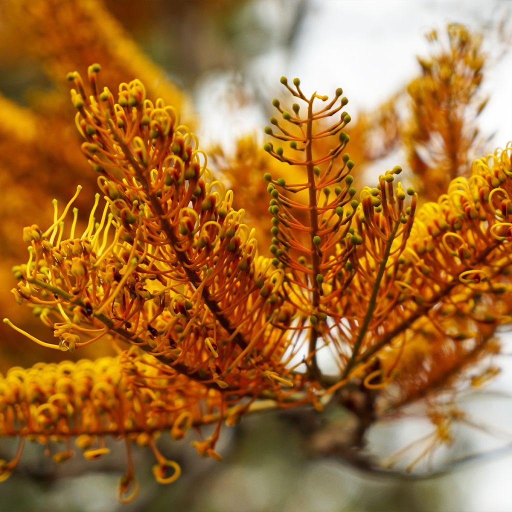 Grevillea robusta - Grévillier