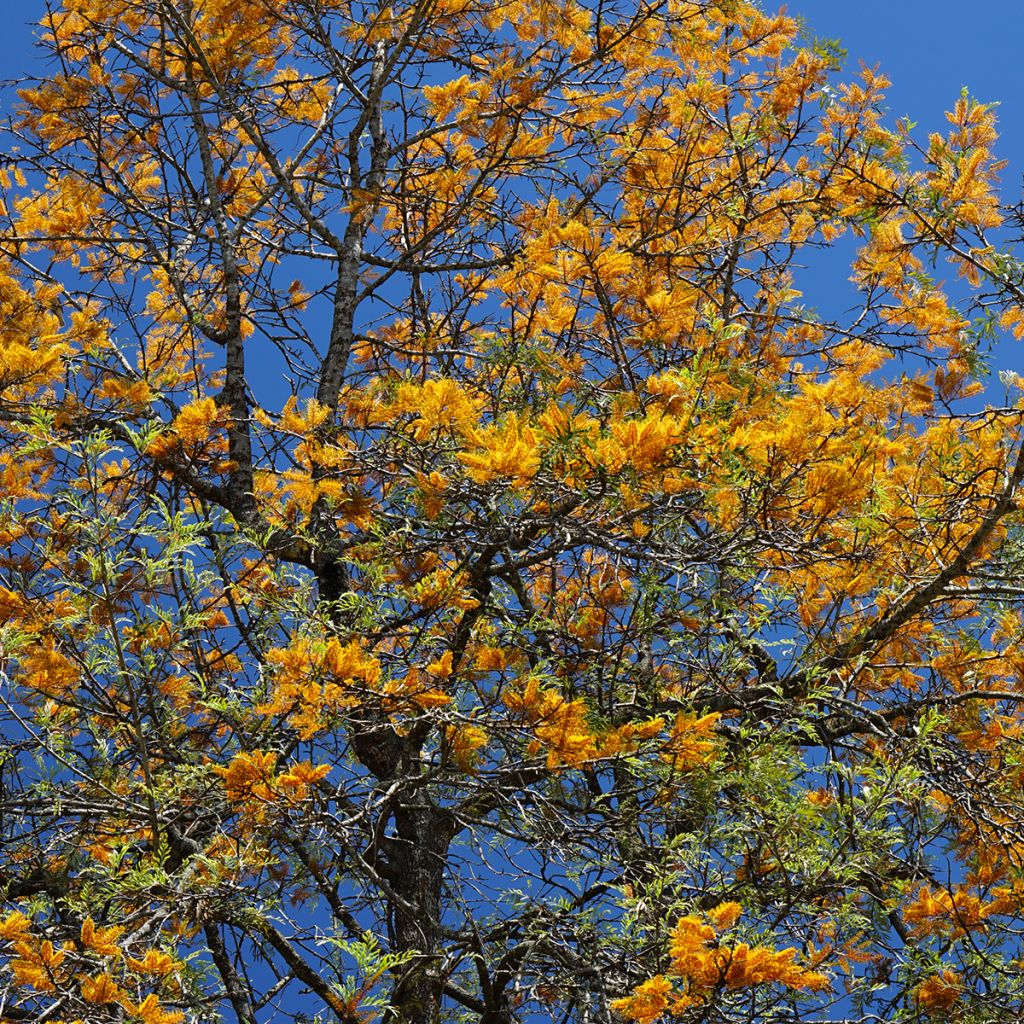 Grevillea robusta - Grévillier