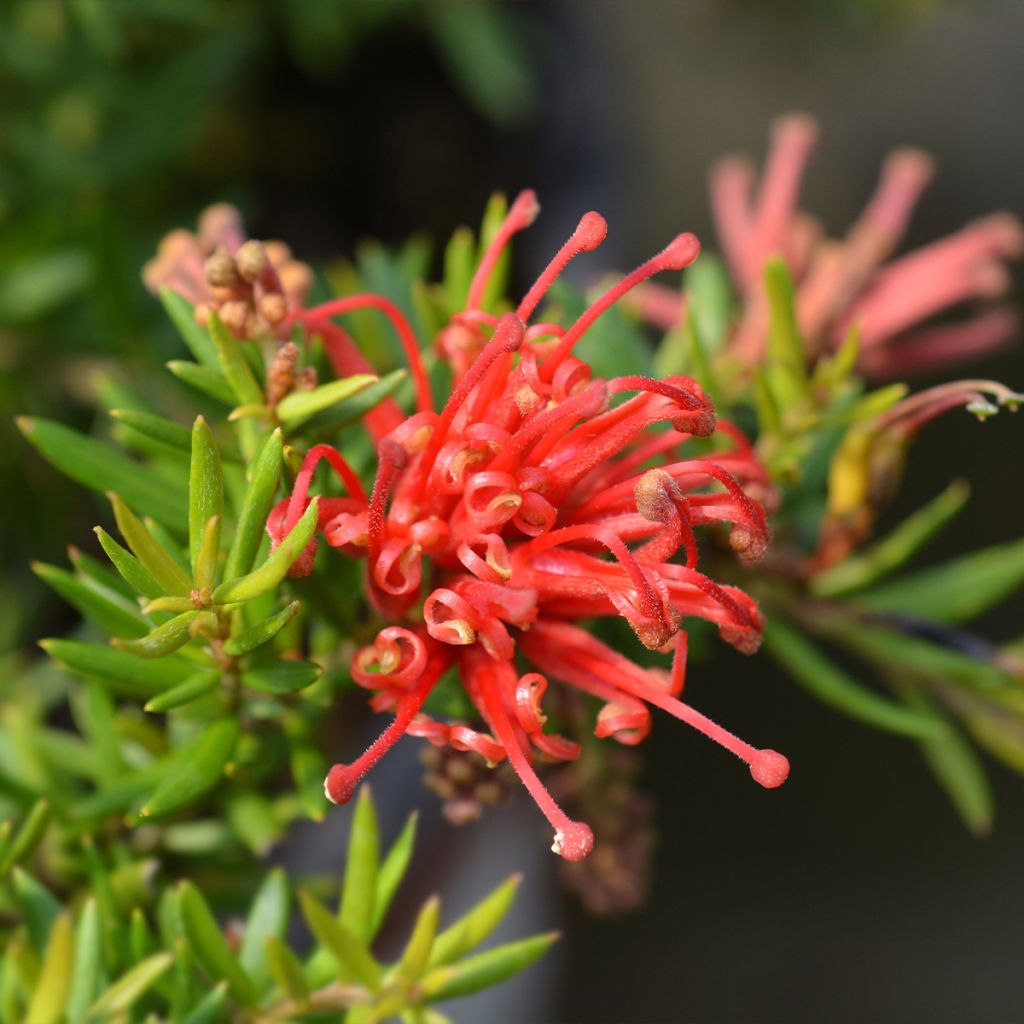 Grevillea rosmarinifolia Clearview David